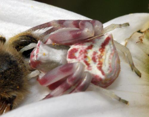 Thomisus onustus